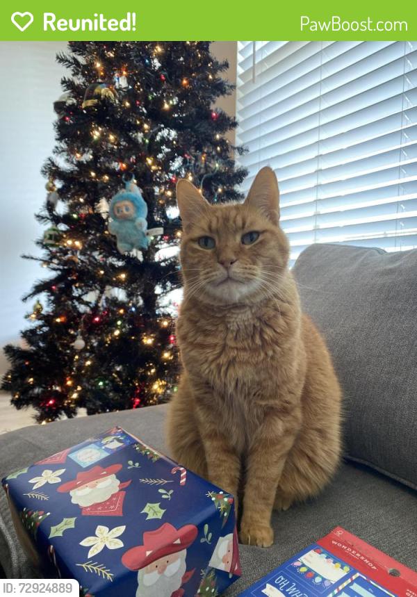 Reunited Male Cat last seen Engle Avenue and Edgefield, Kiest Park area, Dallas, TX 75224