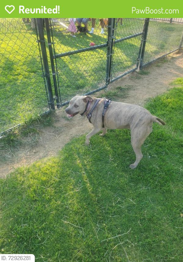 Reunited Female Dog last seen Morgan ln boron CA , Boron, CA 93516