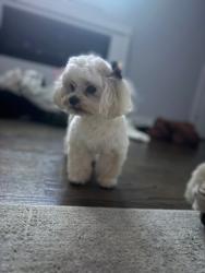 Lost Female Dog last seen East 40th Streey& Cottage Grove , Chicago, IL 60653