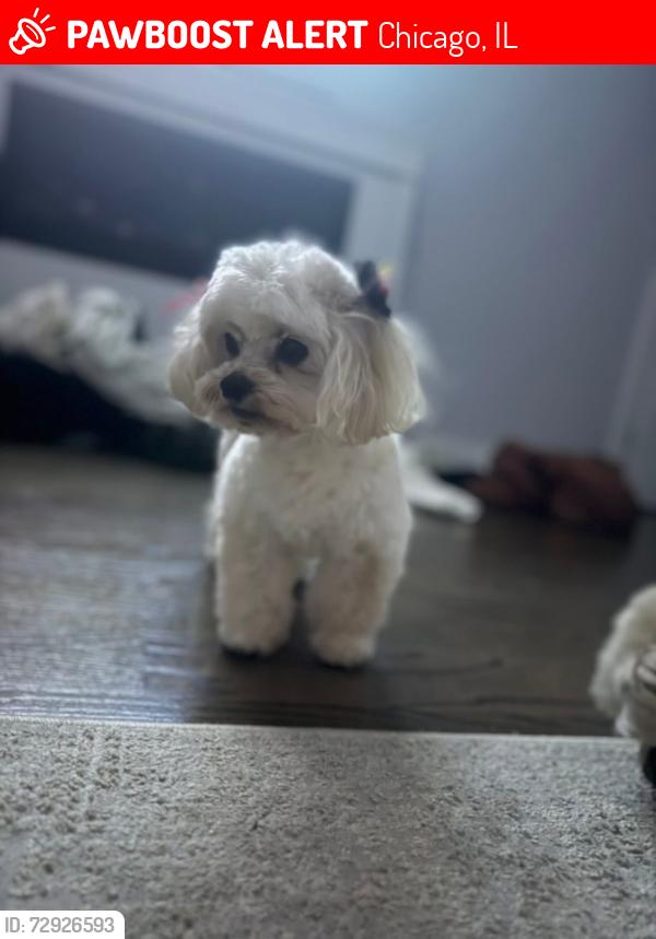 Lost Female Dog last seen East 40th Streey& Cottage Grove , Chicago, IL 60653