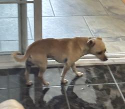 Reunited Male Dog last seen Grande and San Lorenzo NW, Albuquerque, NM 87107