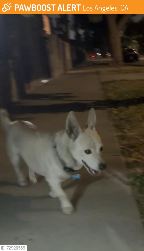 Found/Stray Male Dog last seen Hickory st and Rimpau blvd , Los Angeles, CA 90016