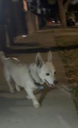 Found/Stray Male Dog last seen Hickory st and Rimpau blvd , Los Angeles, CA 90016