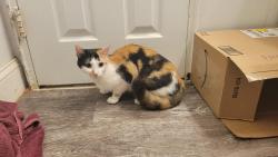 Found/Stray Unknown Cat last seen Atrium apmts , Philadelphia, PA 19114
