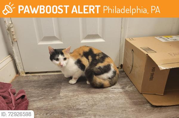 Found/Stray Unknown Cat last seen Atrium apmts , Philadelphia, PA 19114