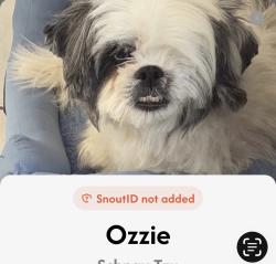 Lost Male Dog last seen Charleston and Valley View, Las Vegas, NV 89107
