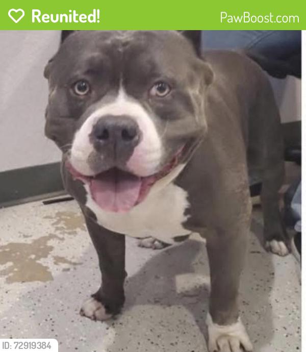 Reunited Male Dog last seen Whitman st , Forsyth County, NC 27040