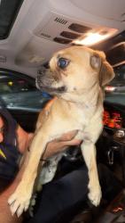 Found/Stray Male Dog last seen Firestone, South Gate, CA 90280