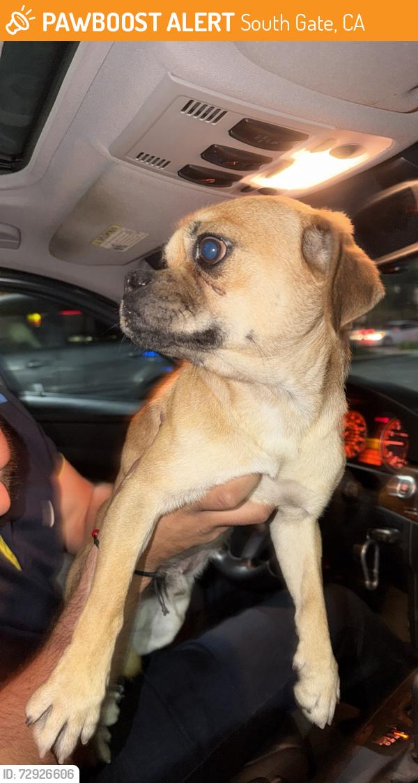 Found/Stray Male Dog last seen Firestone, South Gate, CA 90280