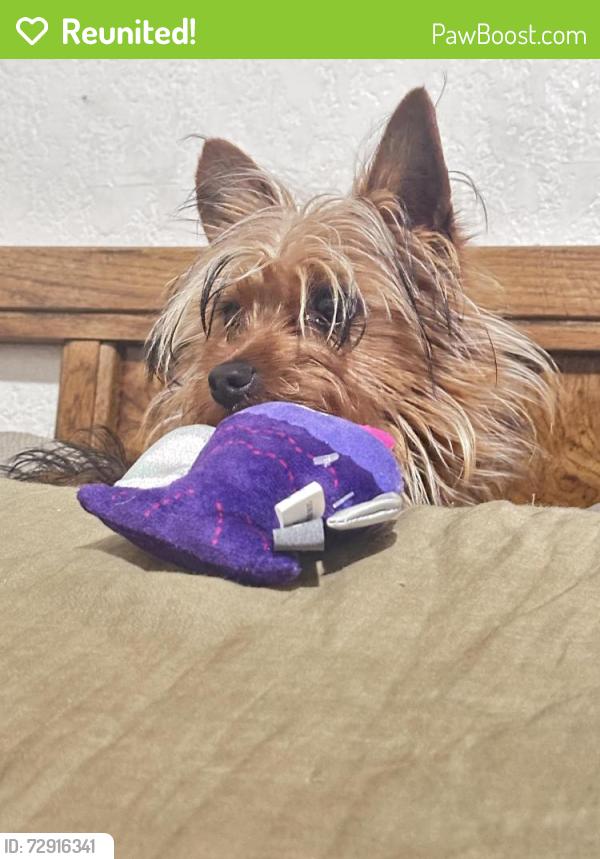 Reunited Male Dog last seen Robin ln. Monument Blvd., Concord, CA 94518