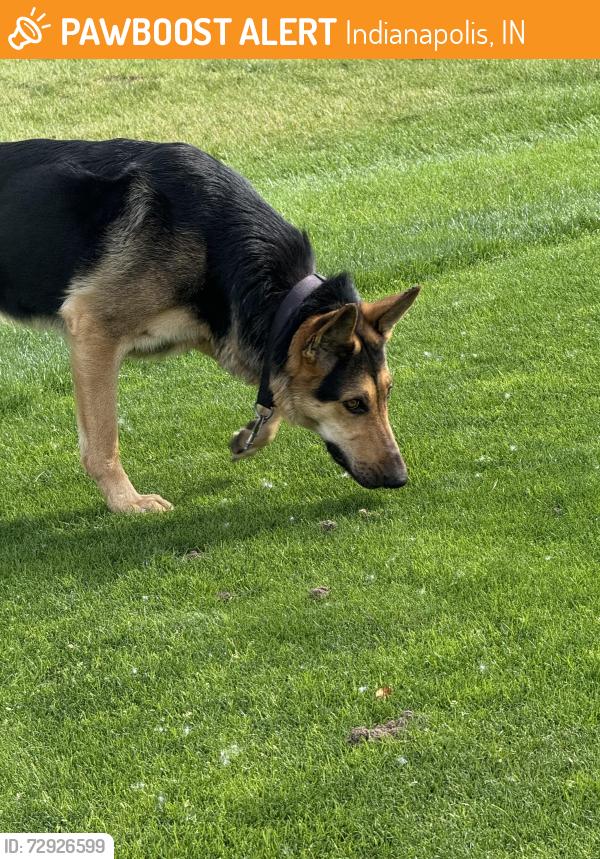 Found/Stray Unknown Dog last seen Pleasant run golf  course, Indianapolis, IN 46219