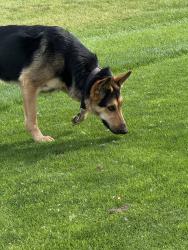 Found/Stray Unknown Dog last seen Pleasant run golf  course, Indianapolis, IN 46219