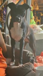 Reunited Female Dog last seen West Martin and Hamilton street , San Antonio, TX 78207