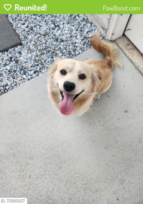 Reunited Male Dog last seen Near police station , Livingston, CA 95334