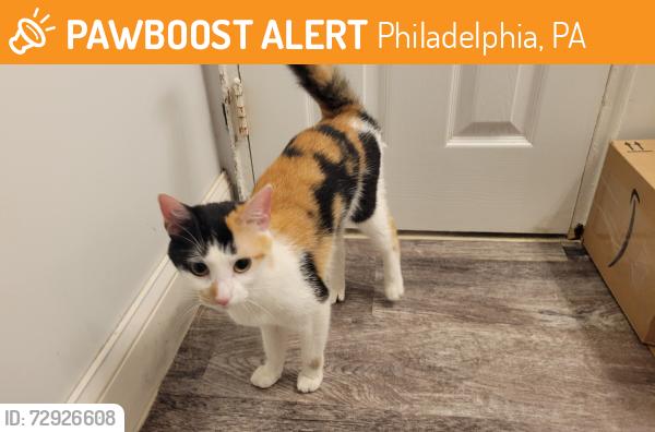 Found/Stray Unknown Cat last seen Welsh and Blue Grass Road, Philadelphia, PA 19114