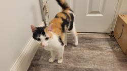 Found/Stray Unknown Cat last seen Welsh and Blue Grass Road, Philadelphia, PA 19114