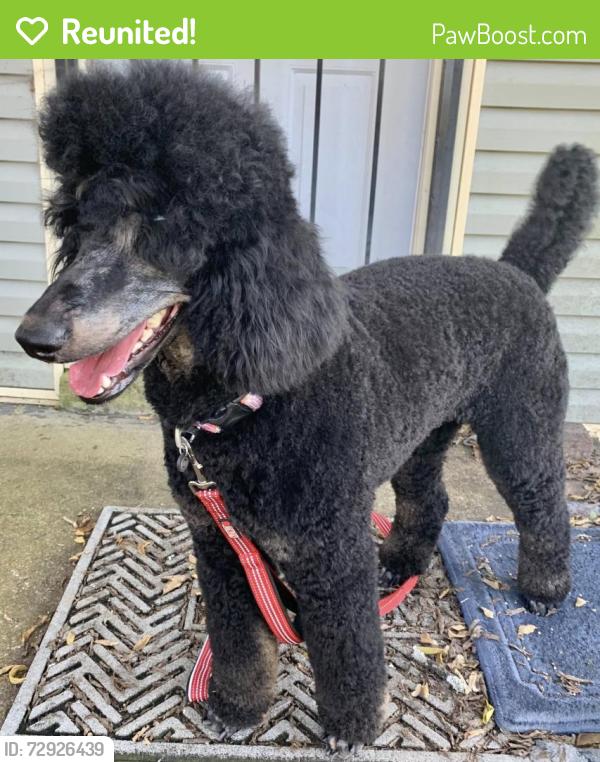 Reunited Female Dog last seen Booker Street and 24th Avenue North, Nashville, Tennessee, Nashville, TN 37209
