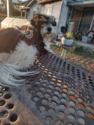 Lost Male Dog last seen 35s and crystal , San Antonio, TX 78211