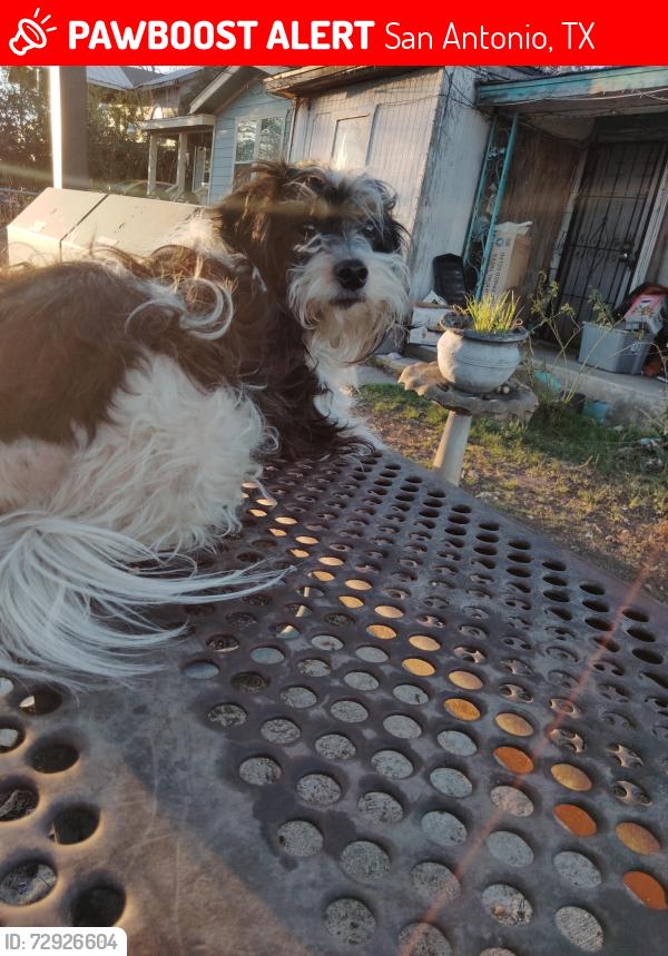 Lost Male Dog last seen 35s and crystal , San Antonio, TX 78211