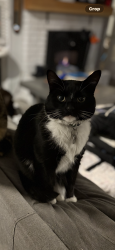 Reunited Female Cat last seen Bonson, Pitt Meadows, BC V3Y 1G8
