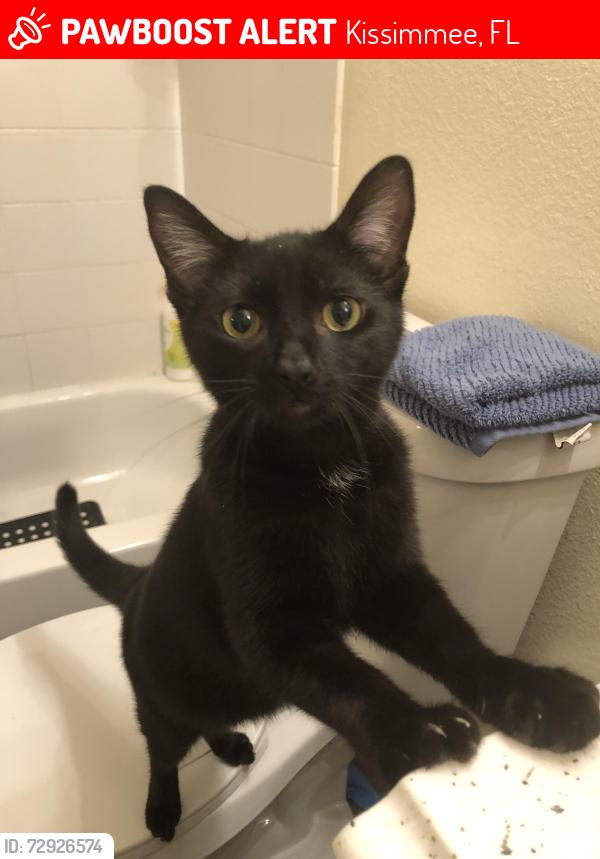 Lost Male Cat last seen Boggy Creek elementary school, Kissimmee, FL 34743