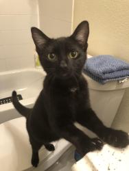 Lost Male Cat last seen Boggy Creek elementary school , Kissimmee, FL 34743