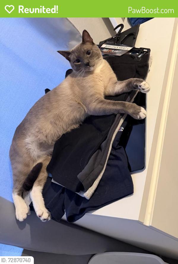Reunited Male Cat last seen Pastori Way, Sacramento, CA 95828, USA, Sacramento, CA 95828