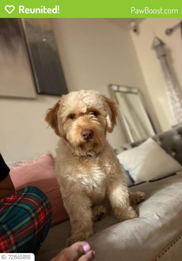 Reunited Male Dog last seen Westchester avenue y seabury ave, The Bronx, NY 10461