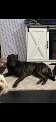 Lost Female Dog last seen South Fairfax rd and Hwy 58, Bakersfield, CA 93307