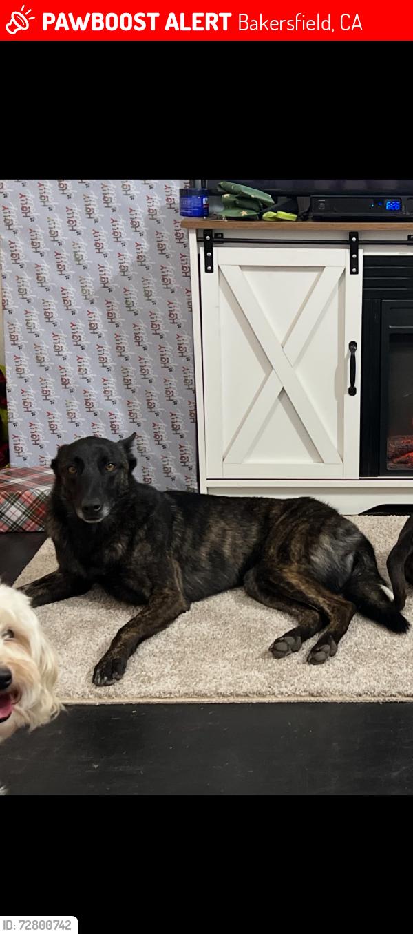 Lost Female Dog last seen South Fairfax rd and Hwy 58, Bakersfield, CA 93307