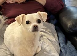 Reunited Female Dog last seen Brent Lane and El Capitan, Las Vegas, NV 89143
