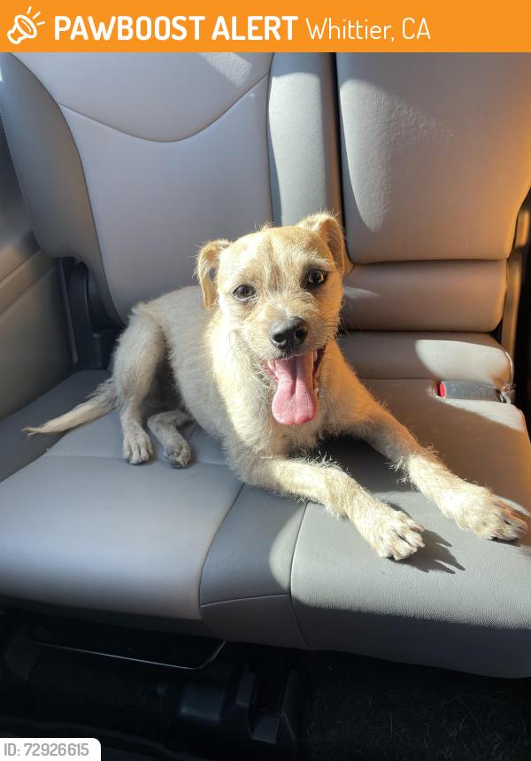 Found/Stray Male Dog last seen Whittier & Painter, Whittier, CA 90602