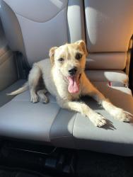 Found/Stray Male Dog last seen Whittier & Painter, Whittier, CA 90602