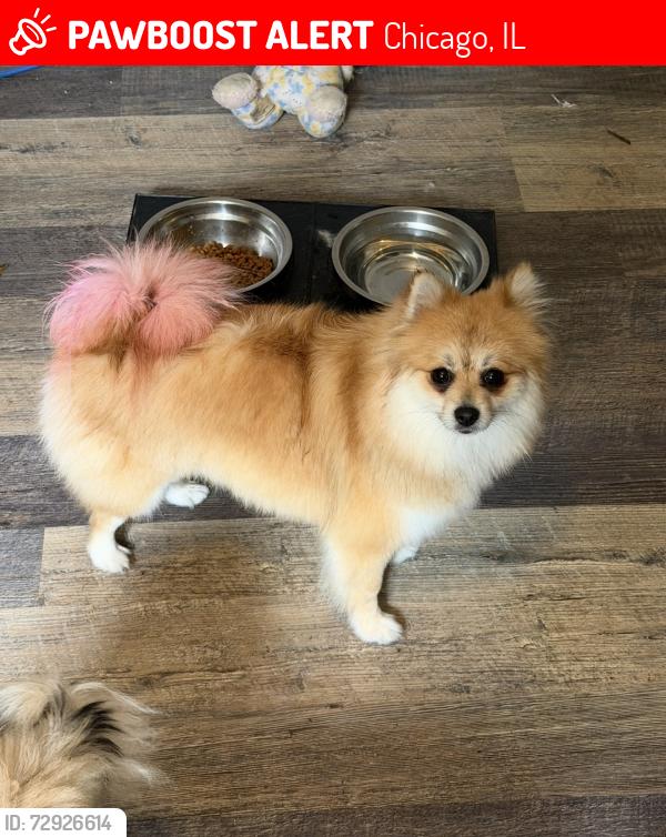 Lost Female Dog last seen Fullerton y Pulaski, frente al CVS, Chicago, IL 60647