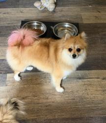 Lost Female Dog last seen Fullerton y Pulaski, frente al CVS, Chicago, IL 60647