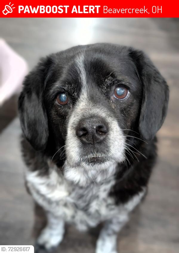Lost Male Dog last seen Patterson and Grange Hall, Beavercreek, OH 45430