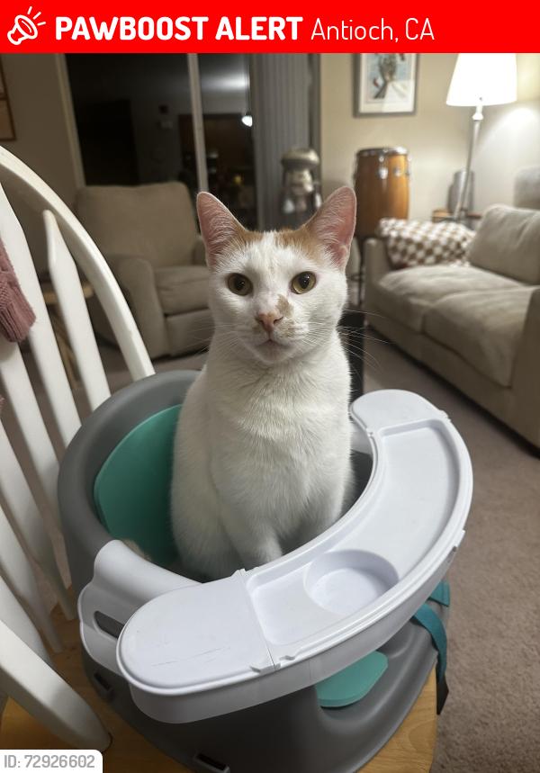 Lost Male Cat last seen Gentrytown Dr & Curtis Dr, Antioch, CA (Last seen in the backyard), Antioch, CA 94509