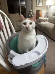 Lost Male Cat last seen Gentrytown Dr & Curtis Dr, Antioch, CA (Last seen in the backyard), Antioch, CA 94509
