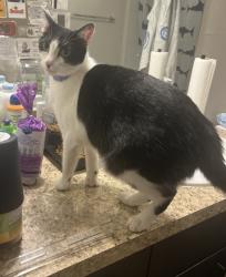 Reunited Female Cat last seen Alafaya Trail, LARK CENTRAL FLORIDA, Orlando, FL 32826