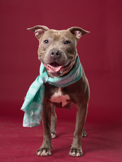 Shelter Stray Female Dog last seen Near Buckhurst Way, Atlanta, GA, 1251 Fulton Industrial Blvd NW, Atlanta, GA 30336, USA