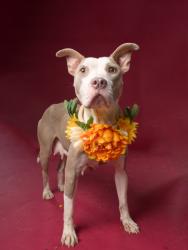 Shelter Stray Female Dog last seen Atlanta, GA 30315, Atlanta, GA 30336