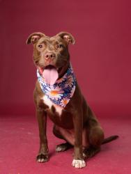 Shelter Stray Female Dog last seen Atlanta, GA 30310, Atlanta, GA 30336