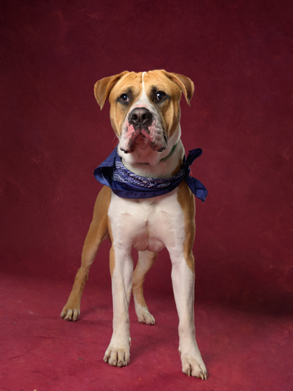 Shelter Stray Male Dog last seen Fairburn, GA 30213, Atlanta, GA 30336