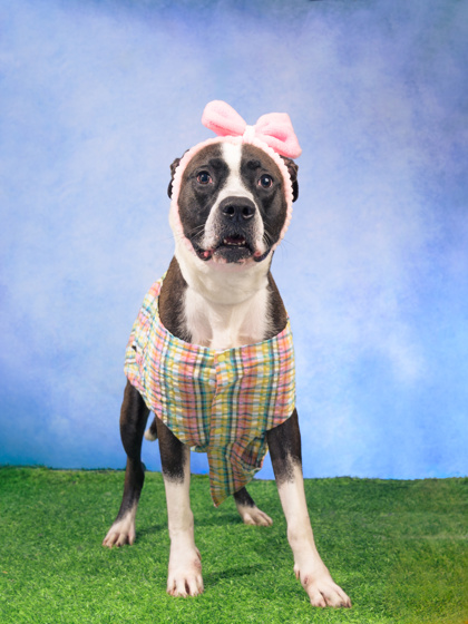 Shelter Stray Female Dog last seen Fairburn, GA 30213, Atlanta, GA 30336