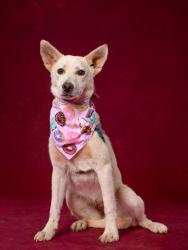 Shelter Stray Female Dog last seen Fairburn, GA 30213, Atlanta, GA 30336