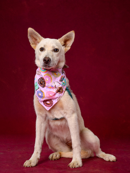 Shelter Stray Female Dog last seen Fairburn, GA 30213, Atlanta, GA 30336