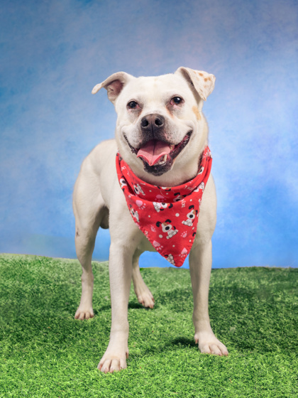 Shelter Stray Male Dog last seen Atlanta, GA 30349, Atlanta, GA 30336