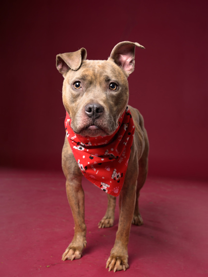 Shelter Stray Female Dog last seen Atlanta, GA 30312, Atlanta, GA 30336