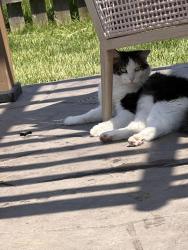 Reunited Male Cat last seen 4th st and prairie , Sugar Grove, IL 60554