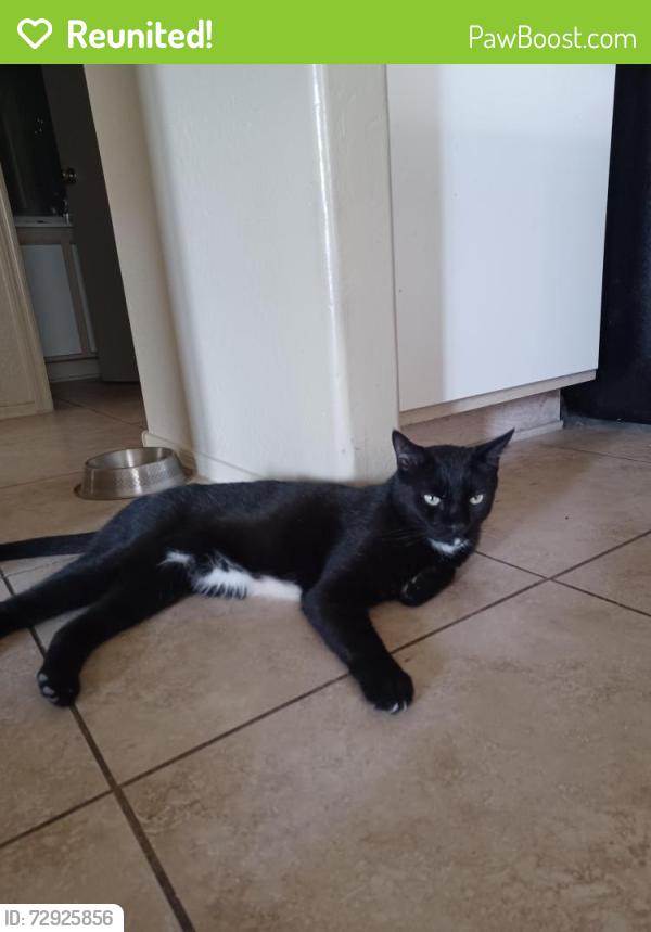 Reunited Male Cat last seen 115th Ave and Paradise, El Mirage, AZ 85335